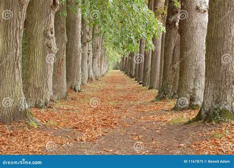 Tree Alley Perspective Stock Image Image Of Grey Distance 1167875