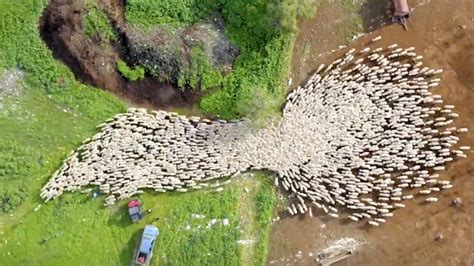 A Stunning Drone Timelapse Of Sheep Being Herded
