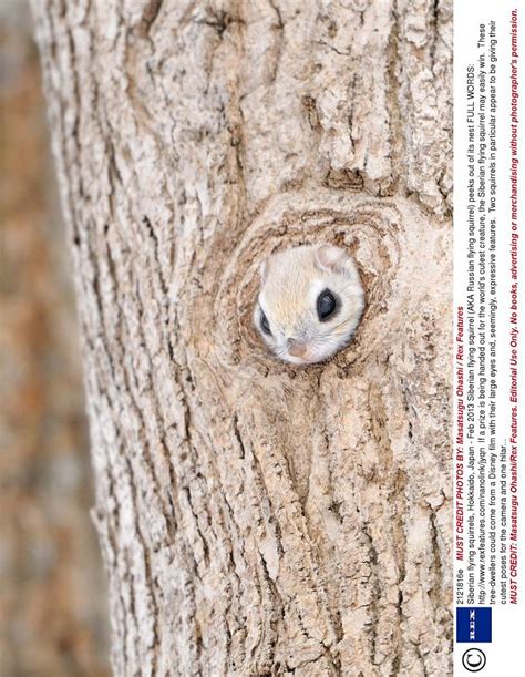 Siberian Flying Squirrel Snapped By Photographer Cute Pictures