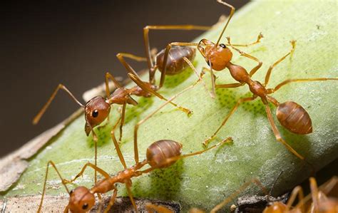 Pensacola Property Owners Ultimate Fire Ant Control Guide