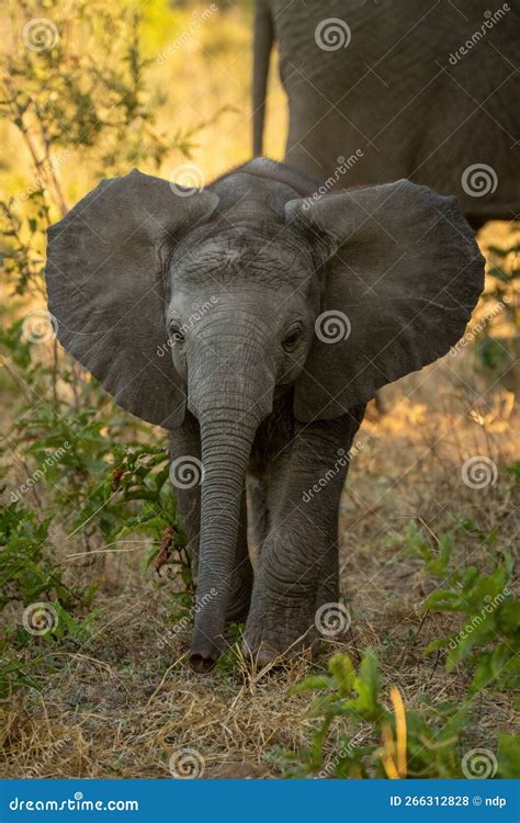 Baby African Bush Elephant Stands Flapping Ears Stock Photo Image Of