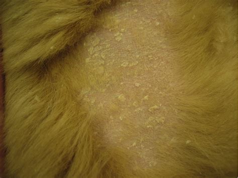 Why Is The Skin Barrier Important In My Dogs Dry Skin — Canine Skin