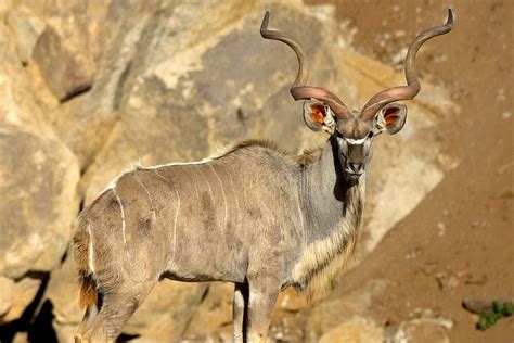 What Animal Has The Largest Horns In The World Brown Thendre