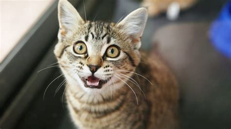 Why Is Your Cat Meowing So Much 8 Reasons And Tips