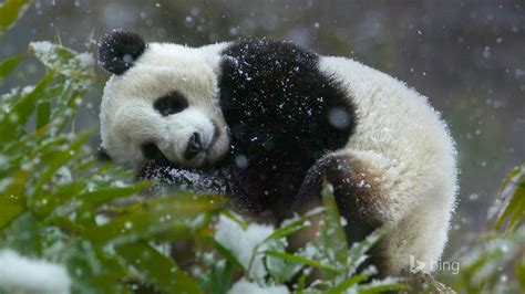 Snow Panda Bamboo Bing Wallpaper Preview