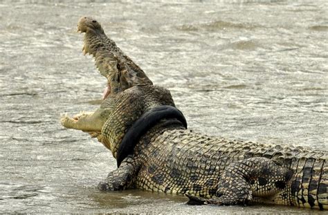 Reports Pastor Trying To Walk On Water Gets Eaten By Crocodiles AOL News