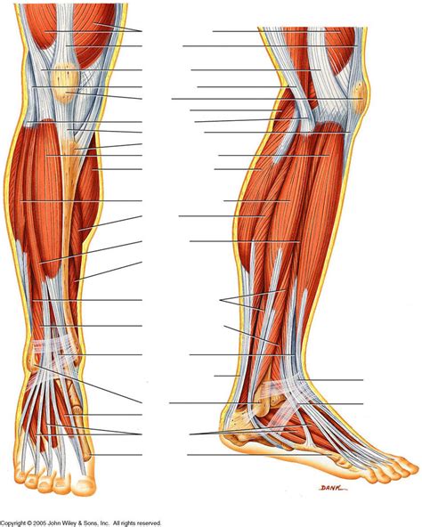 Posterior Lower Leg Muscle Diagram Unlabeled Posterior Muscle Diagram Sexiz Pix