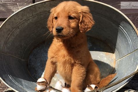 Look at pictures of golden retriever puppies in shawnee who need a looking for a golden retriever puppy or dog in shawnee, oklahoma? Summer: Golden Retriever puppy for sale near Oklahoma City, Oklahoma. | 7338f37a-1381