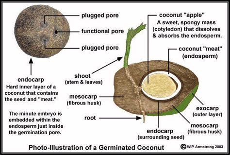 Here's how i'm just wondering if anyone else uses it with their cats, or even coconut oil is great for skin and coat, helps hair balls, naturally repels 14 2011you can use food grade on cats to treat a variety of. coconut | Fruits photos, Is coconut a fruit