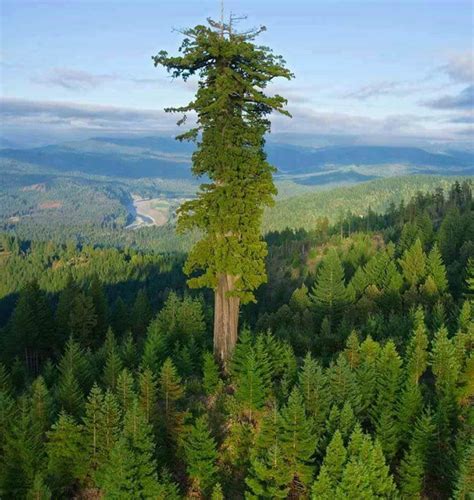 Hyperion The Worlds Tallest Tree At 3797 Feet 11561 Meters