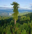 Hyperion, the world's tallest tree at 379.7 feet (115.61 meters ...