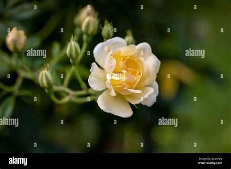 A Beautiful Pale Yellow Rambling Rose Photographed Against A Green