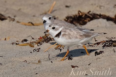 Piping Plover Fledgling And Adult Copyright Kim Smith Kim Smith Films