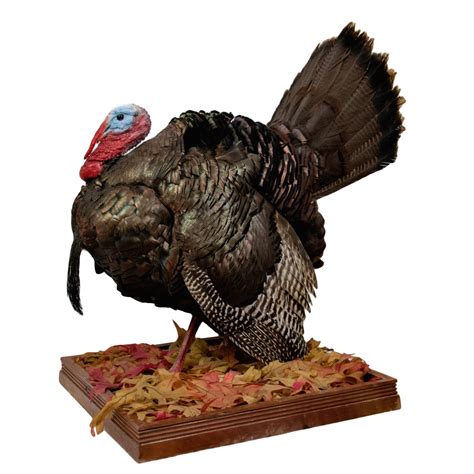 Turkey Full Body Taxidermy Mounts For Sale And Taxidermy Trophies For