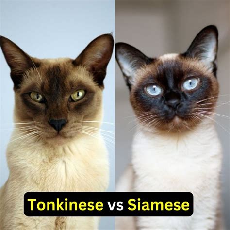 Tonkinese Vs Siamese Cat An In Depth Comparison Of The Siamese Cat