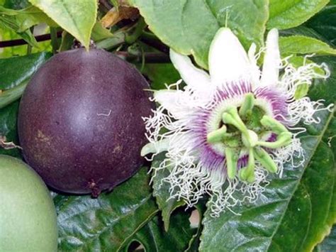 Fruits De La Passion Star Du Mois De Janvier Maracudja