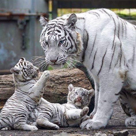 Tiger Baby Mom Cute Baby Animals Tiger Pictures Baby Animals
