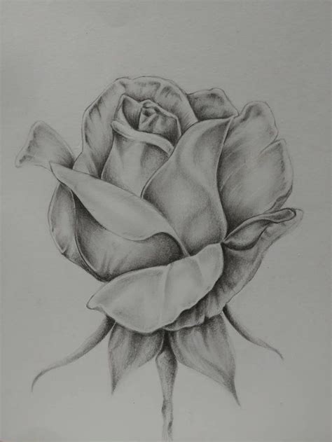 Realistic Pencil Sketch Rose Drawing
