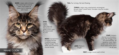 Maine Coon Cat Breed