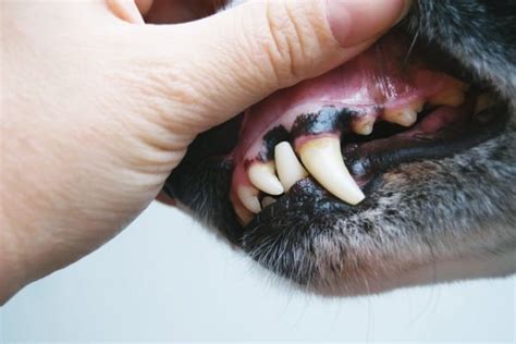 My Dog Has Black Gums 5 Reasons To Be Concerned Petdt