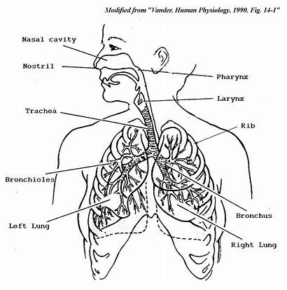 System Respiratory Coloring Human Drawing Pages Organs