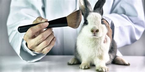 Argument Articles On Animal Testing Top 10 Reasons Why Animal Testing