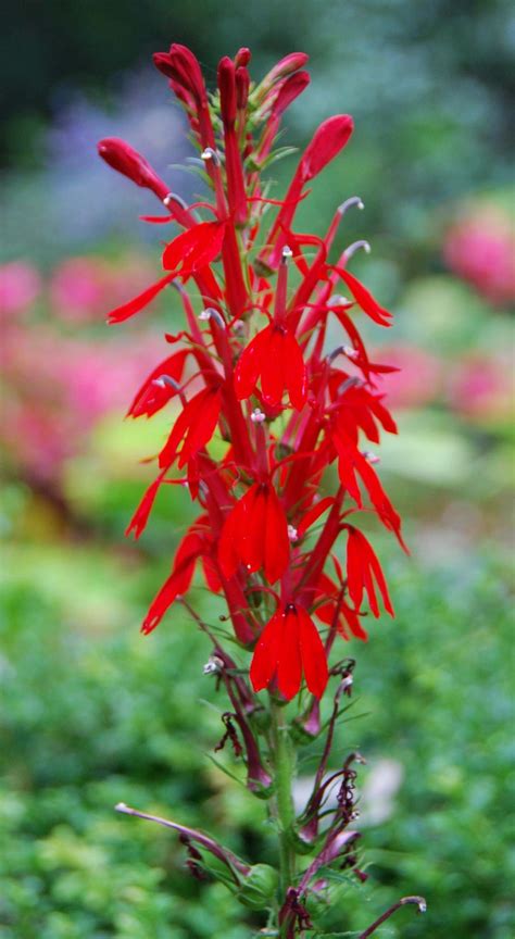 Plant Of The Month August 2018 Cardinal Flower — Northern Neck Native