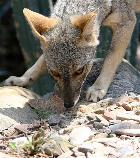Weedons World Of Nature Sechuran Fox