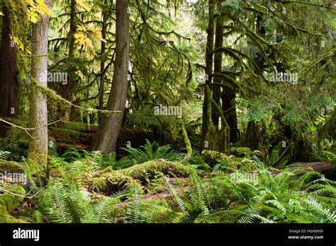 Macmillan Provincial Park Is A Provincial Park On Vancouver Island In