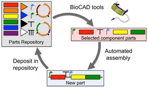 Integrated Synthetic Biology Design Implement Assay Cycle The