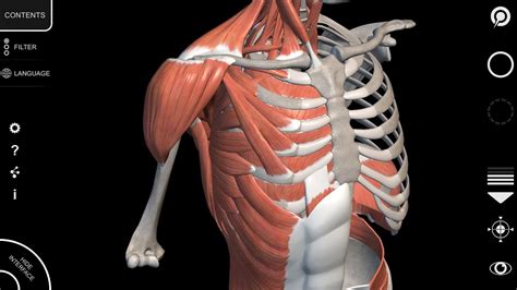 Anatomy 3d Atlas Anatomy 3d Atlas Human Anatomy Apps Kulturaupice