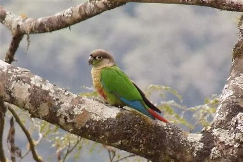 Birding Jujuy San Salvador De Jujuy Tripadvisor