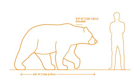 Kodiak Bear Ursus Arctos Middendorffi Dimensions And Drawings