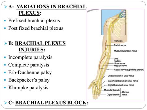 Ppt Nerves Of Upper Limb Their Lesions Powerpoint Pre