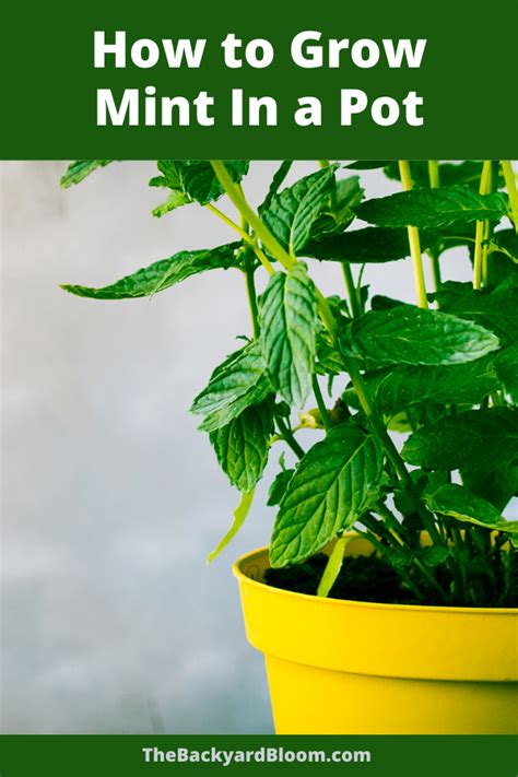 How To Grow Mint In A Pot