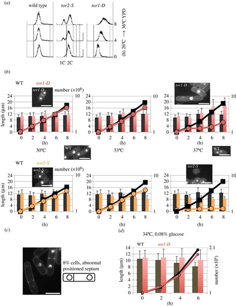 Phenotypic Differences Between Tor1 D And Tor2 S A Wild Type Tor2 S