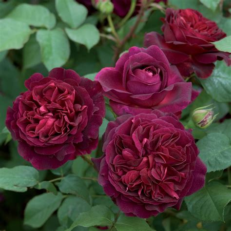 Munstead Wood English Rose Bred By David Austin Shrub Rose A Multi