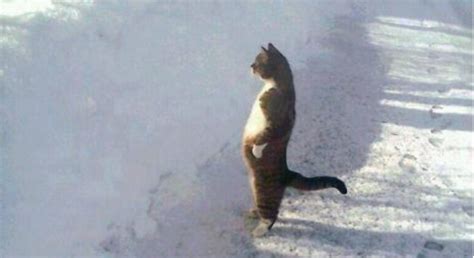 Cat Standing In The Snow Image Gallery List View Know Your Meme