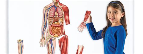 Human Body Anatomy For Kids Learning Resources Uk