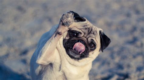 Wallpaper Pug Dog Protruding Tongue Funny Hd Picture Image