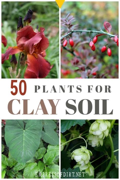 50 Plants For Clay Soil Flowers Shrubs And Trees Empress Of Dirt