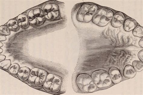 The Functions Of Molar And Wisdom Teeth