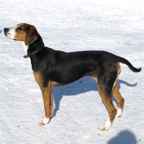 Finnish Hound Breed Guide Learn About The Finnish Hound