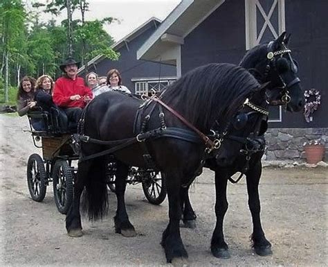 Carriage Rides Friesians Of Majesty Friesian Stallions And Horses