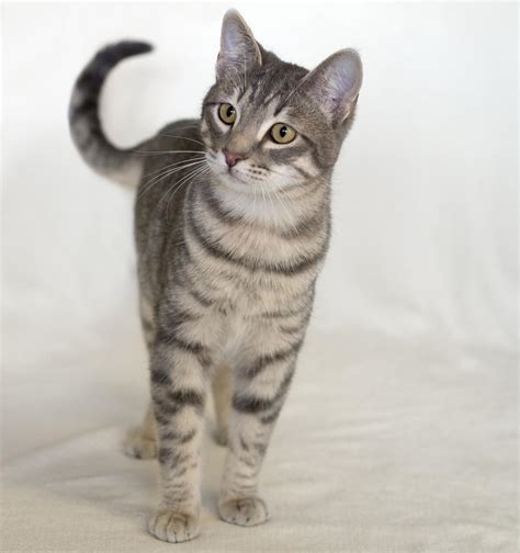 A List Of Tabby Cat Breeds Youll Certainly Love Cat Appy