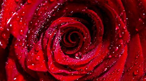 Download Wallpaper 1920x1080 Rose Bud Drops Red Flower Wet Full Hd