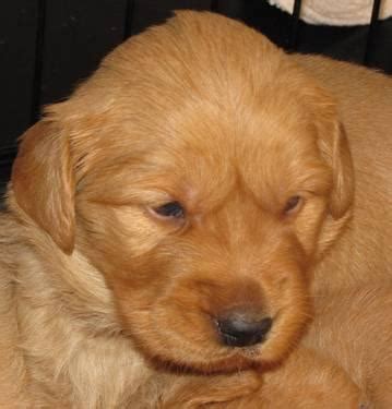 Golden retriever puppies are adorable and if you are buying one of your own, sometimes making a choice can be difficult. AKC PUREBRED GOLDEN RETRIEVER PUPPIES! for Sale in College ...