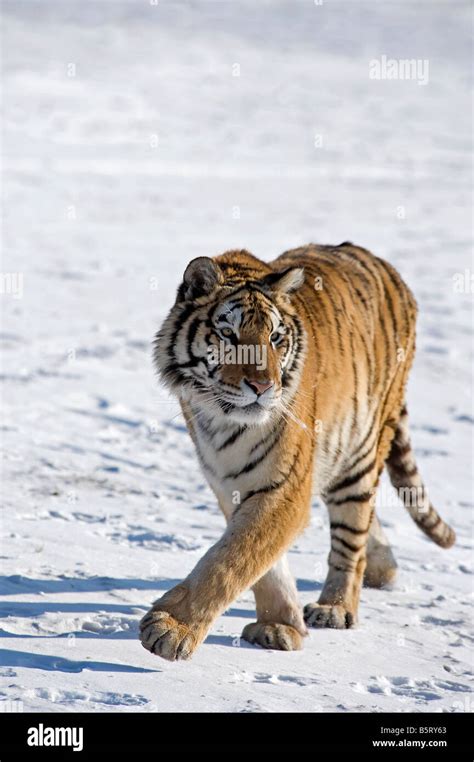 Amur Or Siberian Tiger Panthera Tigris Altaica Walking On Snow In North