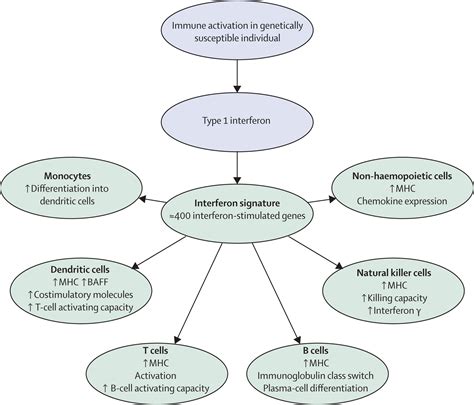 Immunopathogenic Mechanisms Of Systemic Autoimmune Disease The Lancet