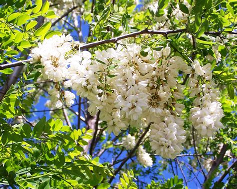 The Peace Bee Farmer Black Locust In Bloom